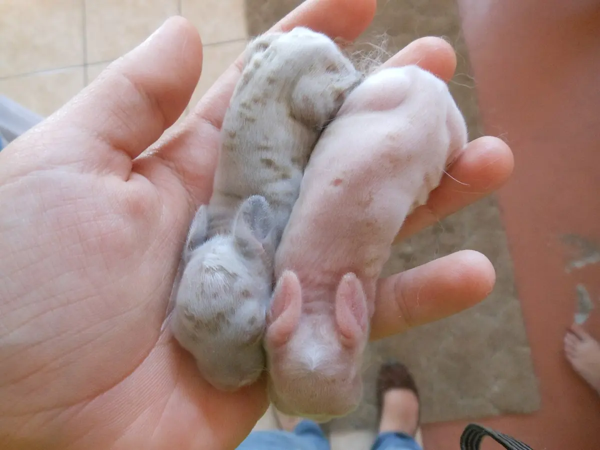 Two newborn rabbits lying side by side in a person's hand: the one on the left is grayish with darker spots, the one on the right pink and almost hairless-looking