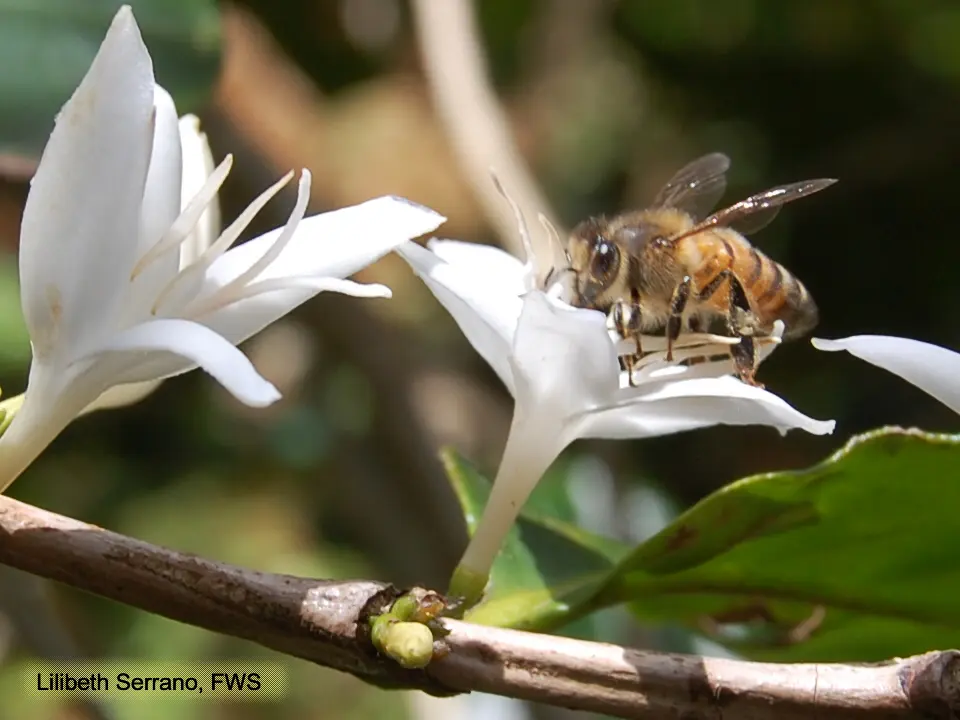 A honey bee standing on a white, star-shaped coffee flower on a branch