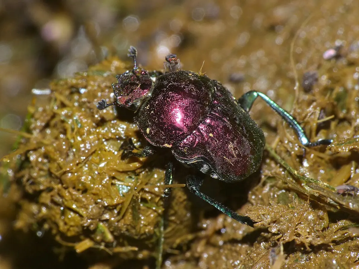 A shiny purple-red beetle with long green legs crawling over a heap of dung