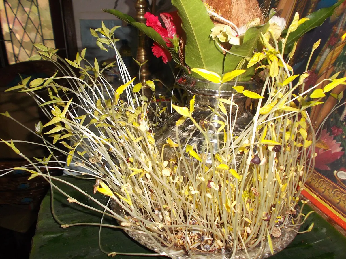 A glass bowl of sprouted grains and pulses: a tangle of long, thin, pale cream stems with small yellow leaves