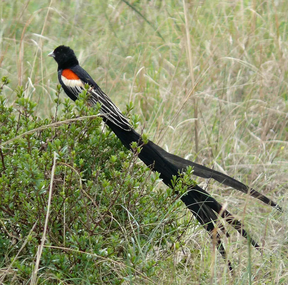A black bird with a red and buff patch on its shoulder, perched on a low bush, its very long black tail hanging down behind it
