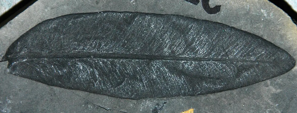 A long, tongue-shaped fossil leaf, dark gray on gray rock, with a line down its middle and fine veins running from it to the edges