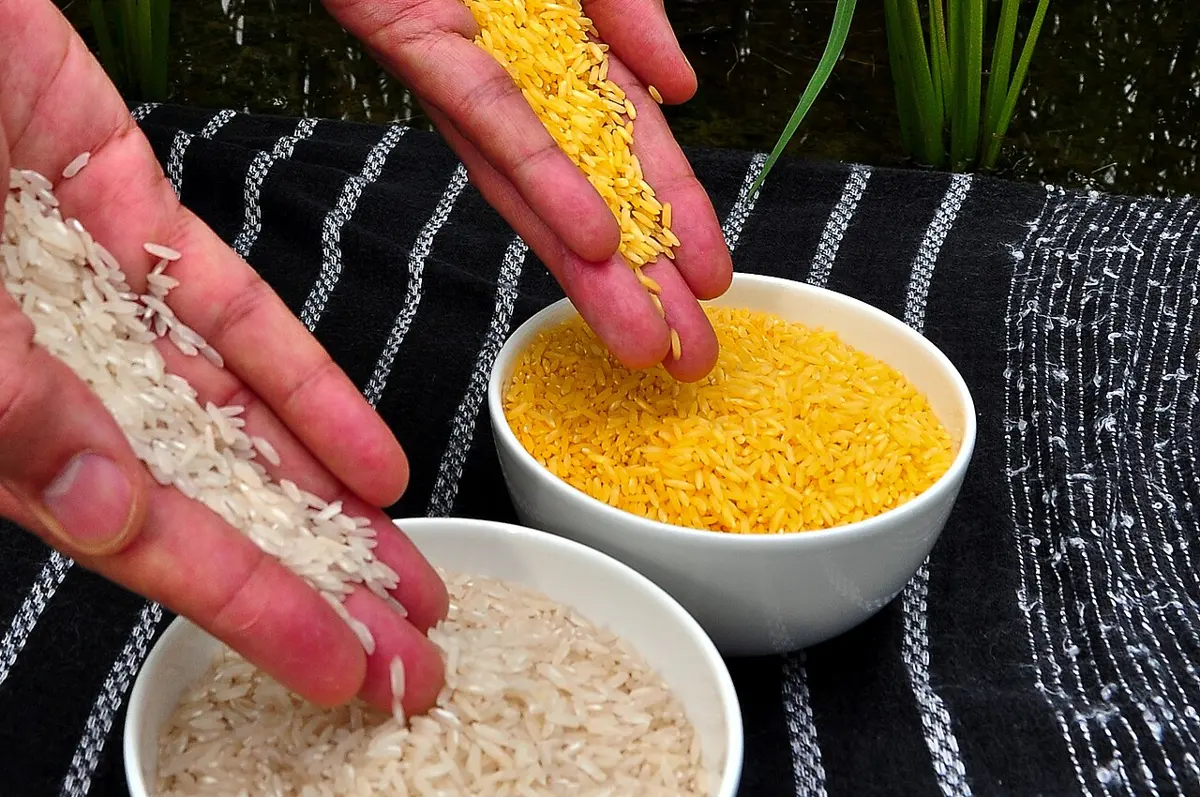 Two bowls of rice on a striped cloth: one of ordinary white rice, one of yellow rice, with hands holding up a handful of each