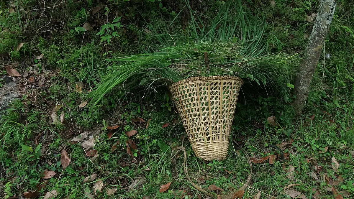 A woven bamboo basket, a doko, standing on the ground in a forest, heaped high with freshly cut green grass
