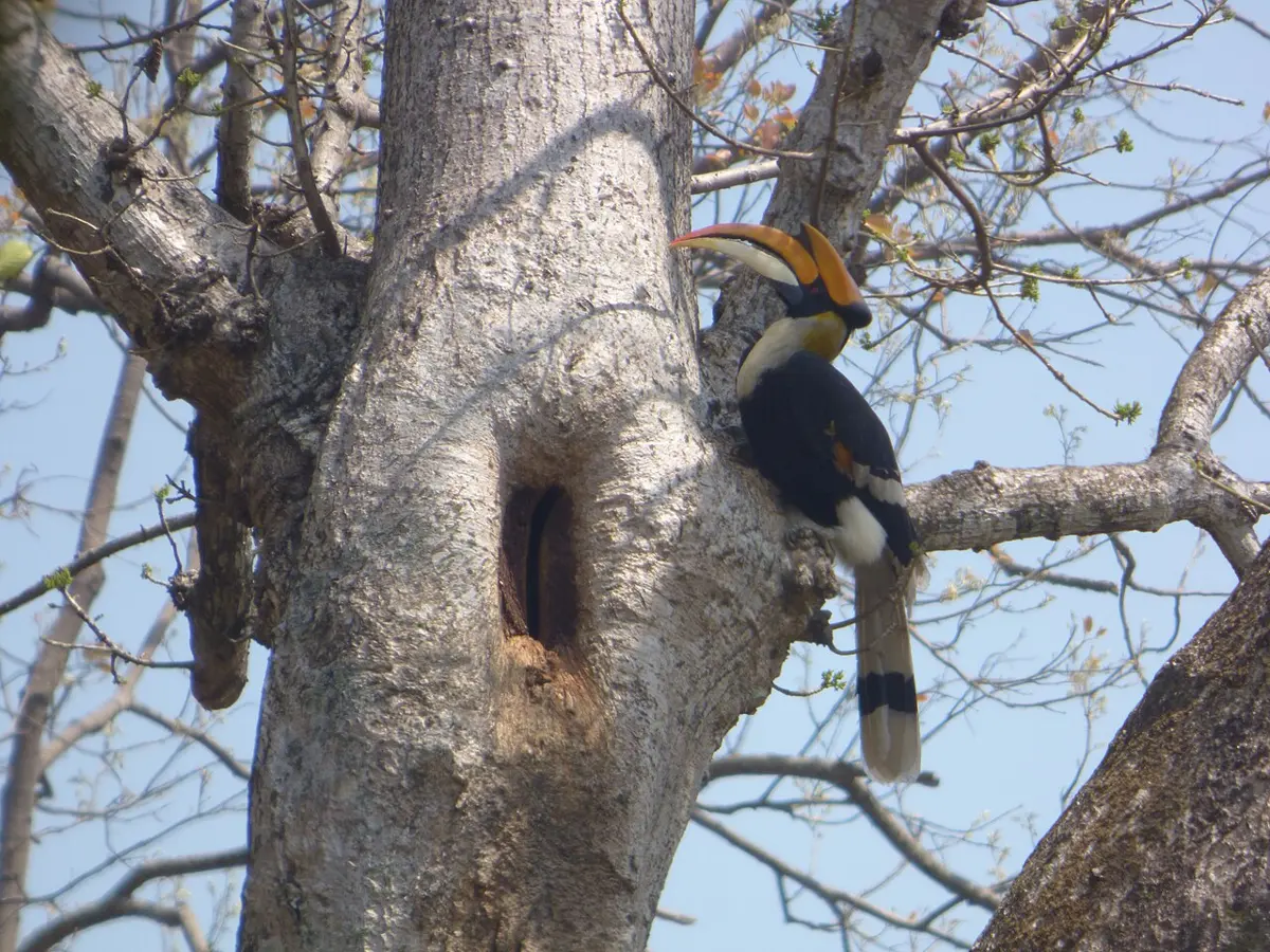 A great hornbill with a huge yellow beak and casque perched on a branch beside a hole in a big tree trunk