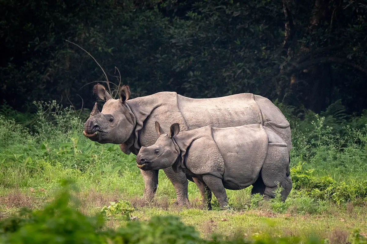 A one-horned rhinoceros mother and her calf standing side by side in a grassy clearing at the edge of a forest
