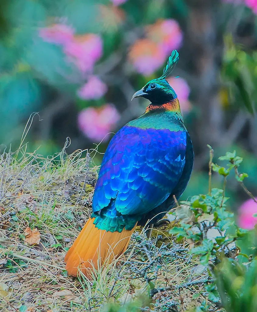 A male Himalayan monal standing on the ground: metallic green head and crest, copper neck, purple-blue back and a rusty-orange tail