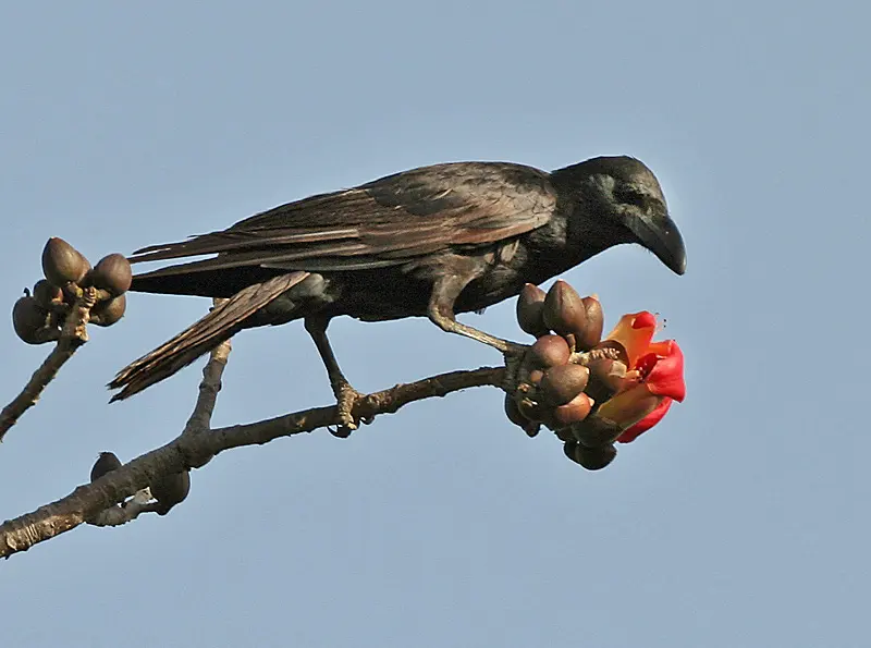 A black crow perched among large red flowers on the bare branches of a silk-cotton tree