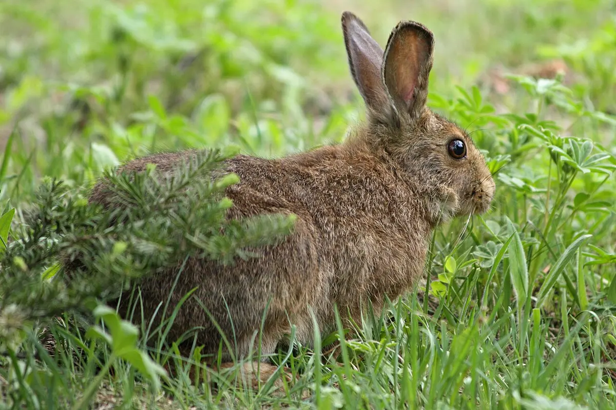 A snowshoe hare with brown fur, long ears and big hind feet sitting on the ground