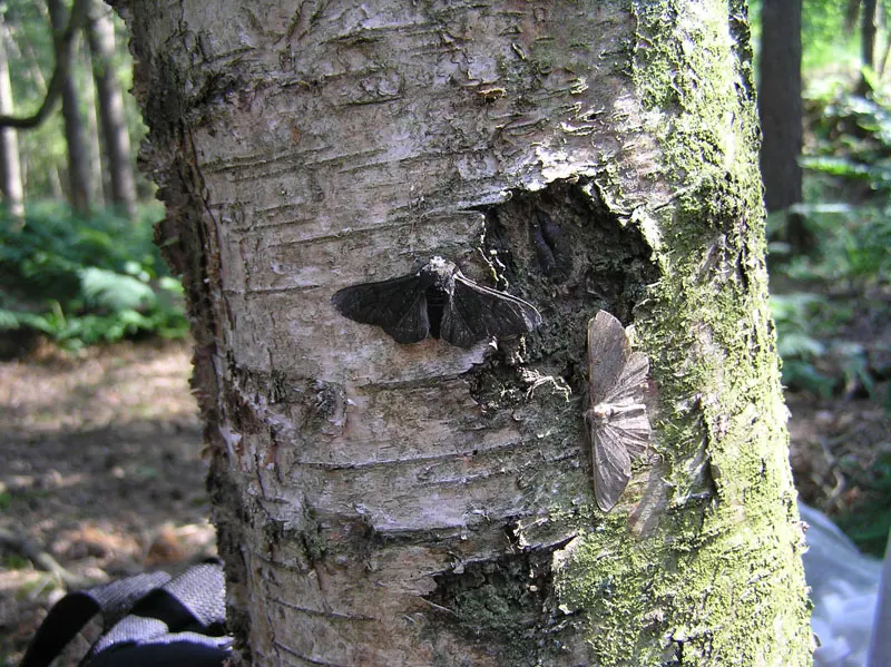 Two moths resting on a pale birch trunk: one black, which stands out clearly, and one speckled white, which is hard to see against the bark