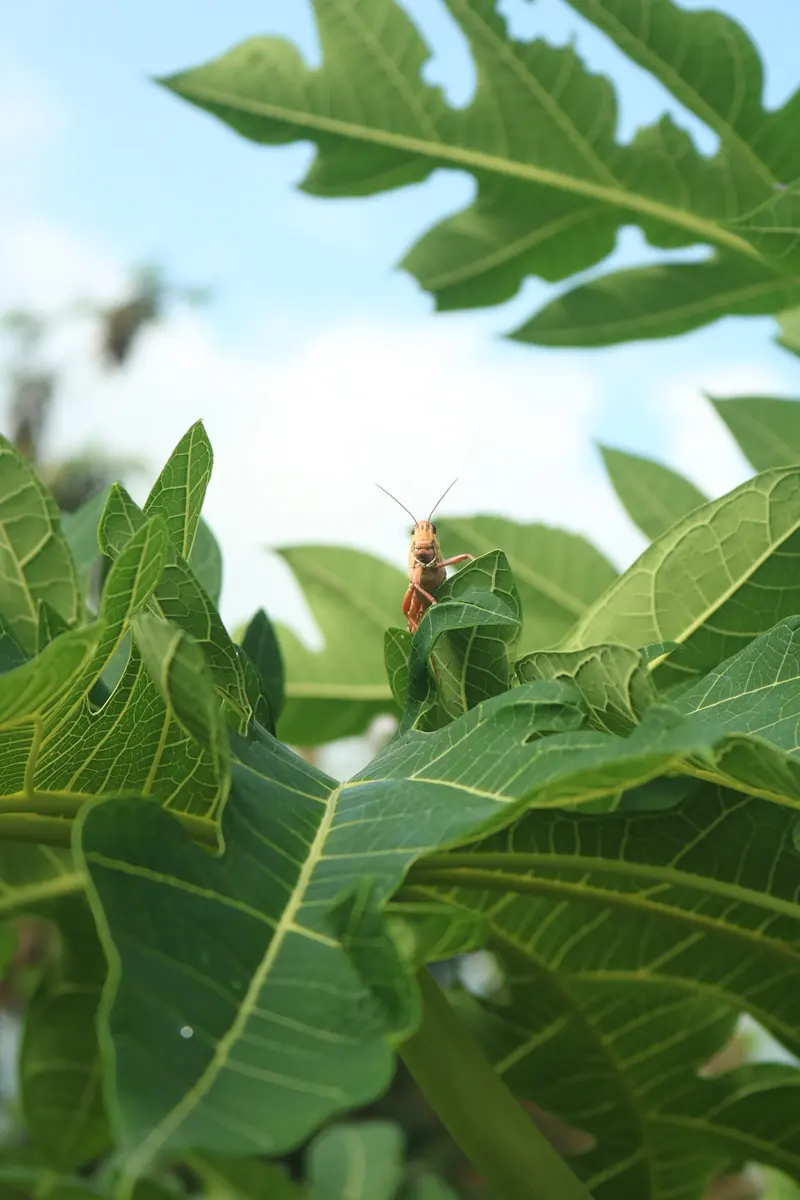 A small pinkish-brown locust with long antennae perched among the broad green leaves at the top of a papaya plant