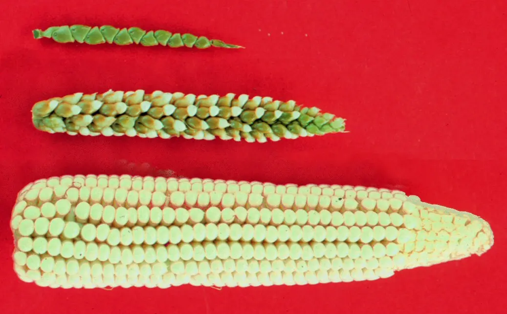 Three ears on a red cloth, one above the other: at the top a thin teosinte ear with a single zigzag line of seeds, in the middle a thicker ear of a teosinte–maize cross with several rows, and at the bottom a fat maize cob with many rows of kernels