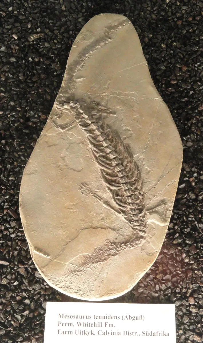 A pale slab of rock with the fossil skeleton of a slender animal: a long backbone with many ribs, a long thin tail, and a narrow head, in a museum