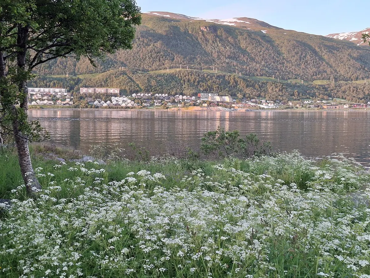 Houses on the far shore of a calm fjord below a wooded mountain with patches of snow, all lit by warm, low sunlight, with white wild flowers in the foreground