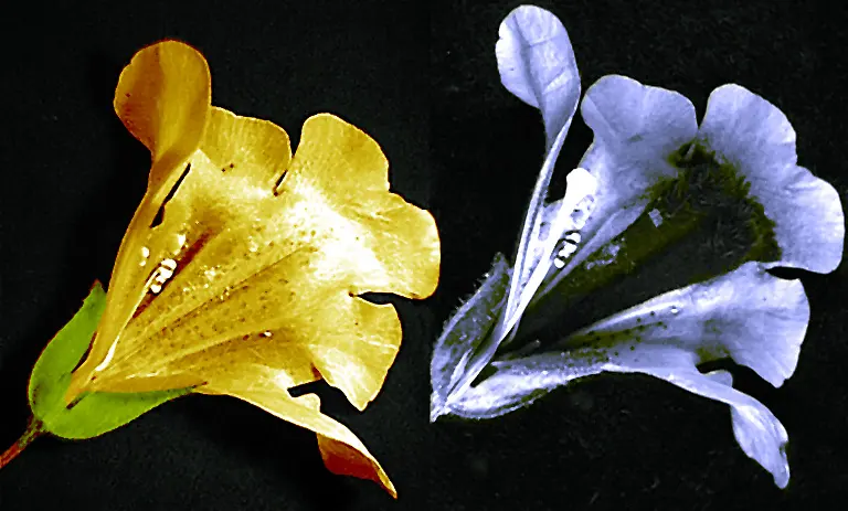 Two photos of the same yellow flower side by side: in ordinary light the petals are plain yellow; in ultraviolet light, shown pale blue, the throat of the flower is dark