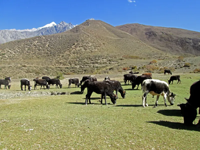 Small dark and black-and-white cattle grazing on a green valley floor below dry brown hills and a snowy peak
