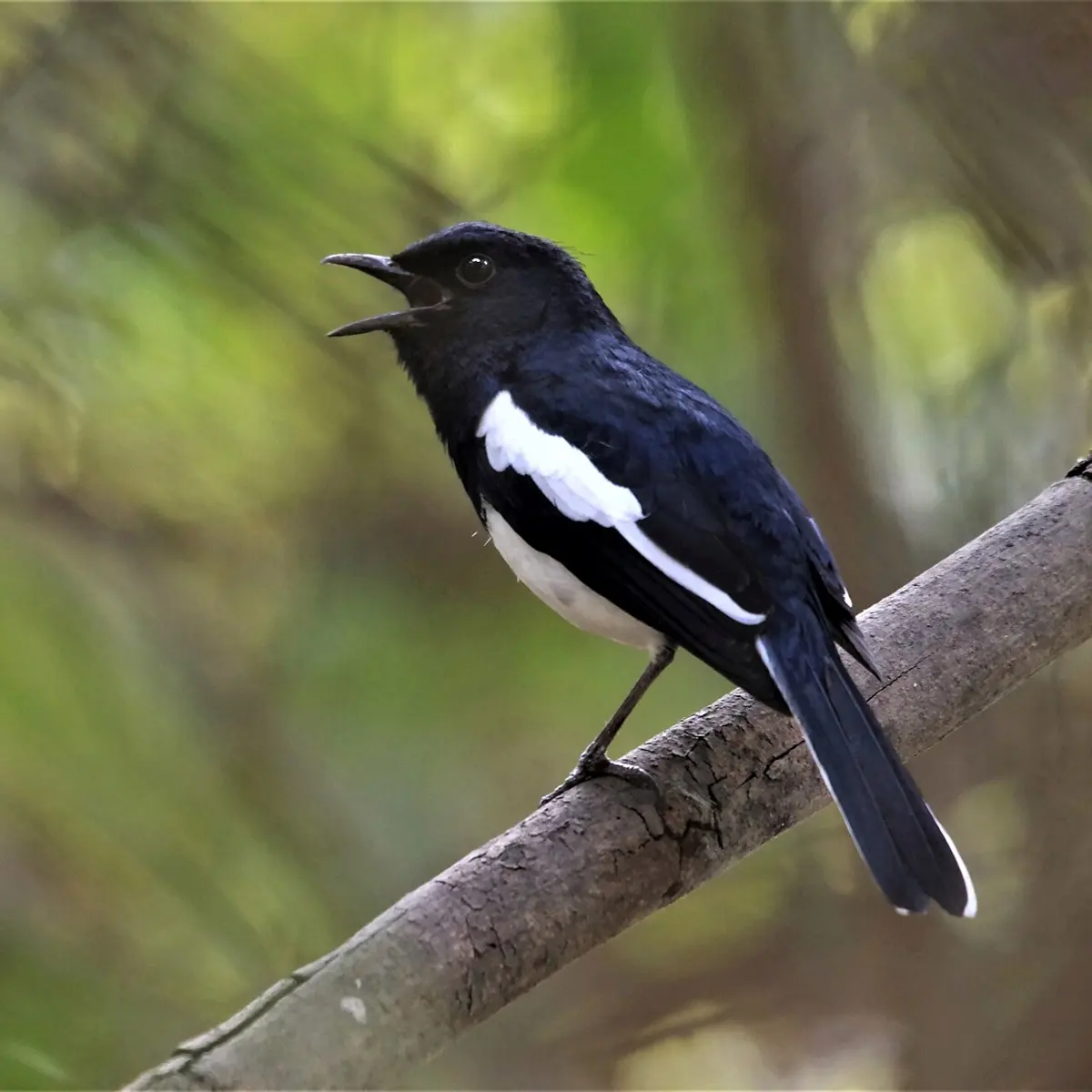 A black-and-white bird with a long tail, perched on a branch with its beak open, singing