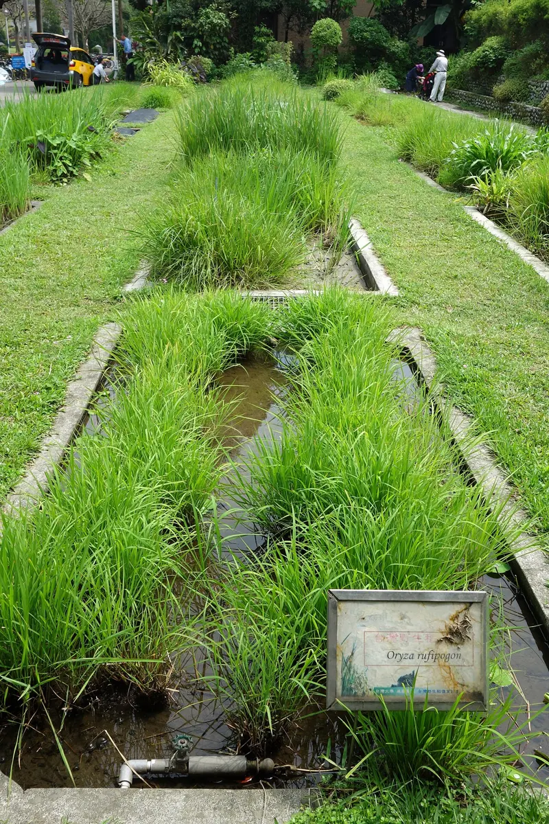 Rows of grassy green rice plants growing in channels of water in a garden, with a small sign in front