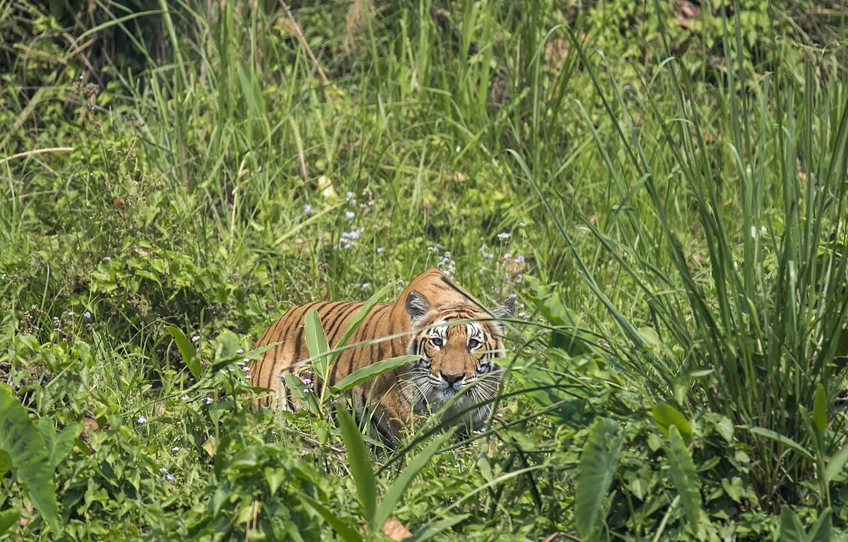 A tiger with orange fur and black stripes, half hidden in tall green grass, looking straight at the camera