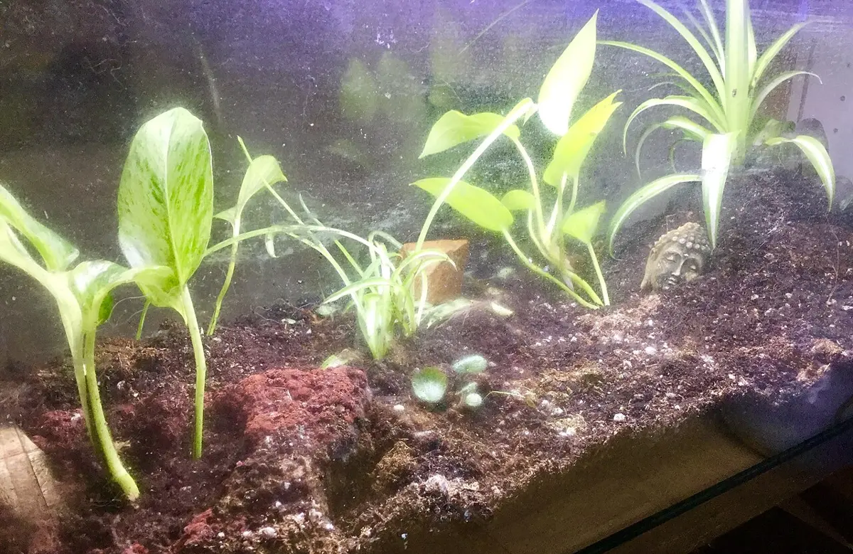 Green leafy plants growing in dark soil inside a glass tank, seen through the glass
