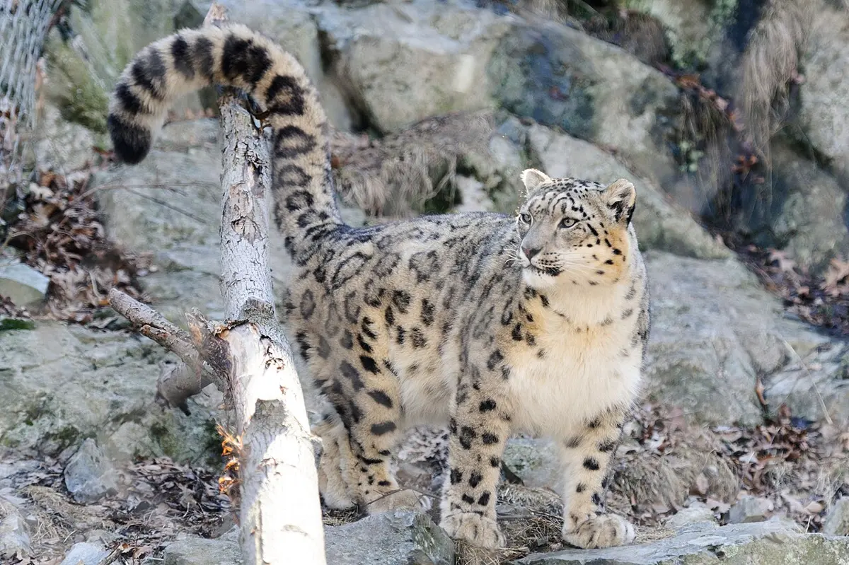 A snow leopard walking towards the camera, its very thick spotted tail curled high above its back