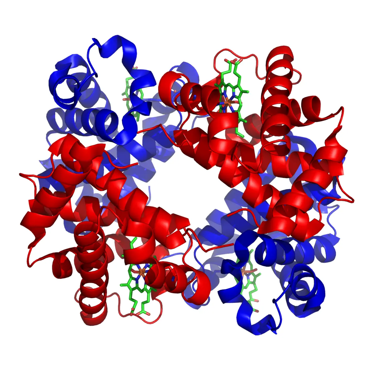 A computer drawing of a hemoglobin molecule on a black background: four tangled ribbons, two red and two blue, coiled into many spirals and packed into a rounded shape, with four small green ring-shaped groups held among them