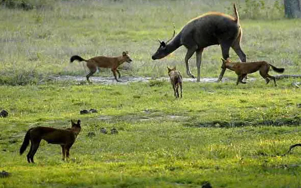 Four reddish wild dogs standing round a large dark sambar deer in a green meadow
