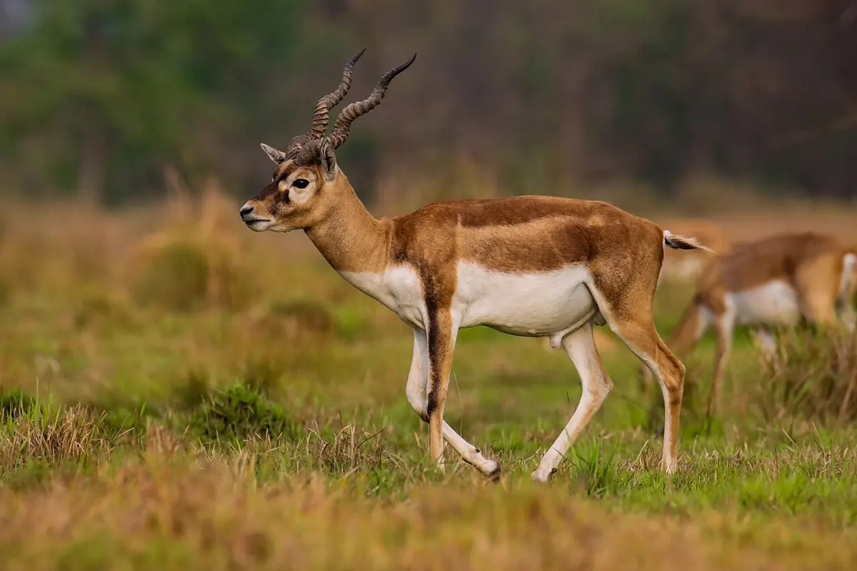 A male blackbuck antelope with a dark back, white belly and long spiraling horns standing in grass