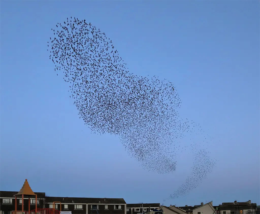 Thousands of small dark birds in a dense, curving cloud against a blue evening sky above rooftops