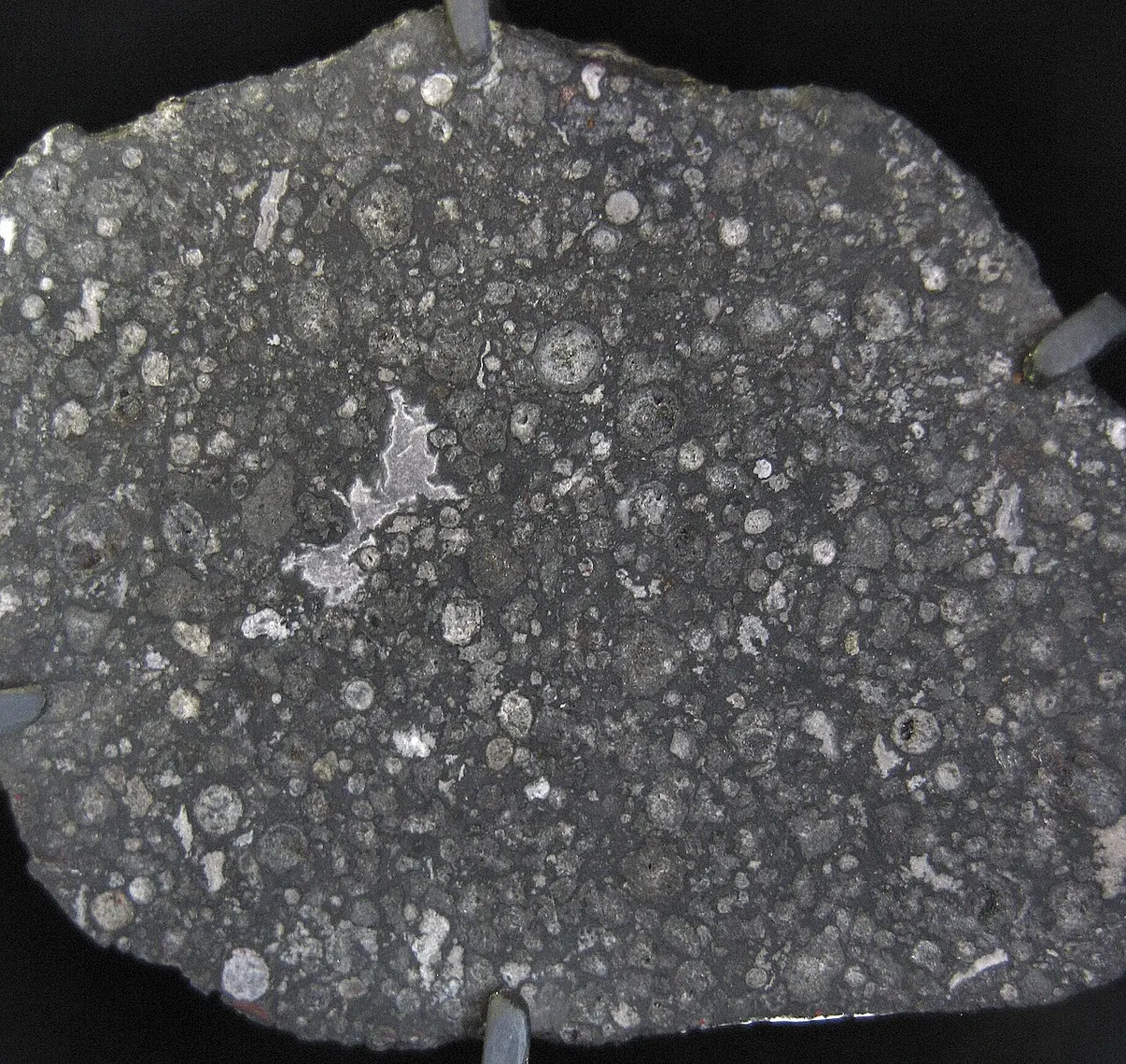 The cut face of a dark gray stone, speckled with many small round grains and a few irregular white patches