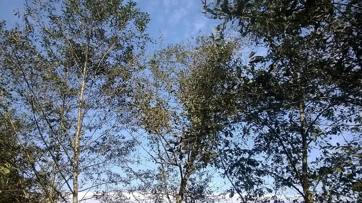 Looking up into slender, straight young trees with pale bark and open crowns of rounded leaves against a blue sky