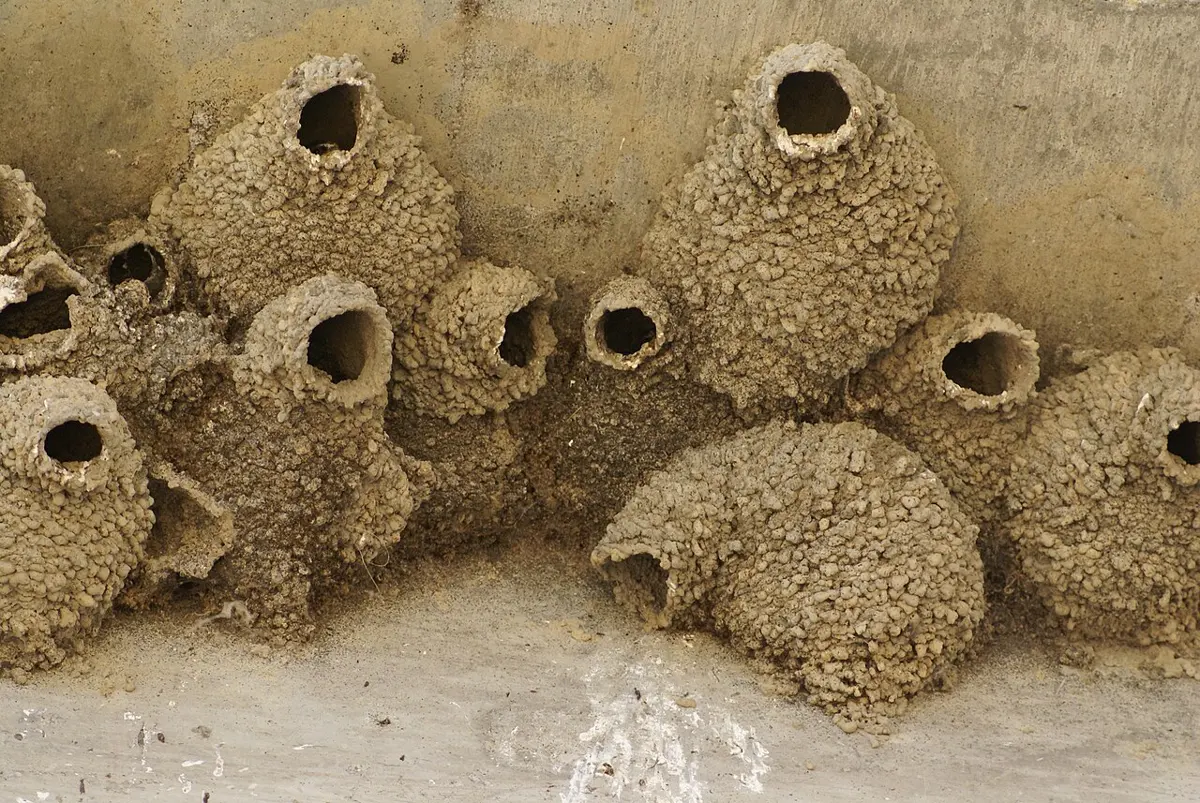 Many round mud nests built close together under a concrete overhang, each with a dark round entrance hole
