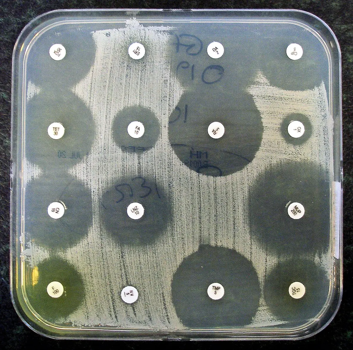A square dish covered in a pale streaky film of bacteria, with sixteen small white paper discs in rows; around most discs is a dark clear circle with no bacteria, of different sizes, but around one the bacteria grow right up to the paper