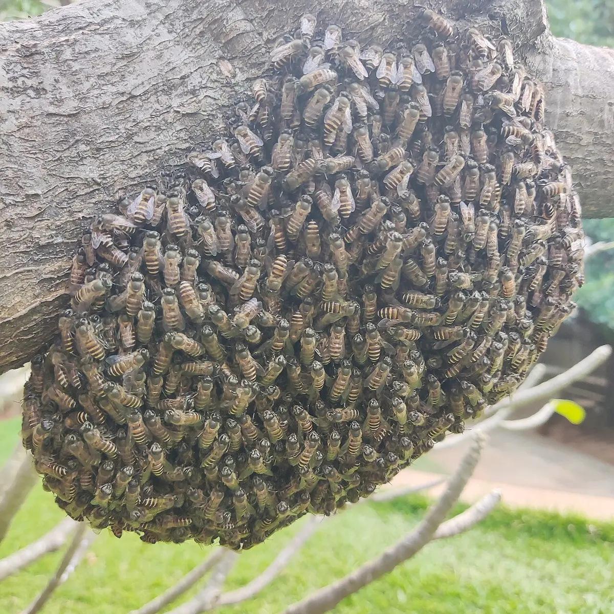A large cluster of hundreds of honey bees hanging from a tree branch
