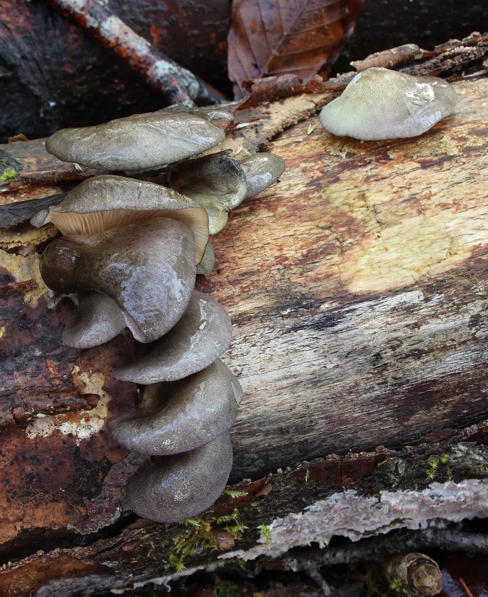 Gray-brown oyster mushrooms growing in overlapping shelves out of the side of a fallen log
