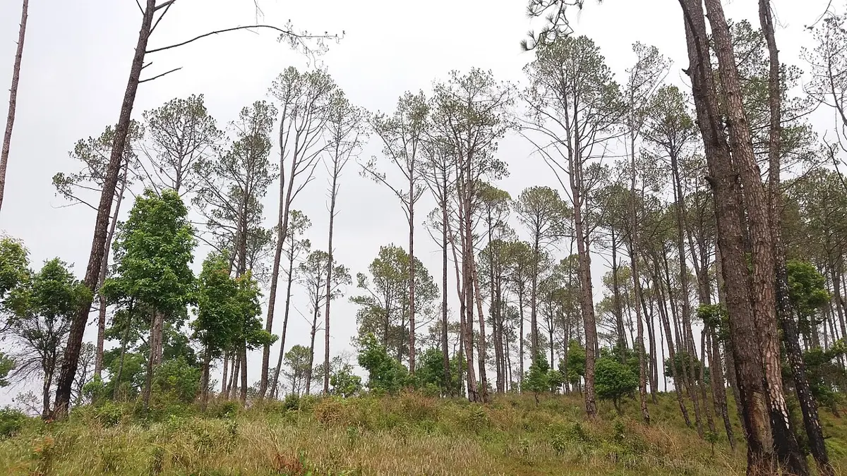 Tall, slender pine trees with tufts of needles at the top, with young broad-leaved trees growing among them and grass below