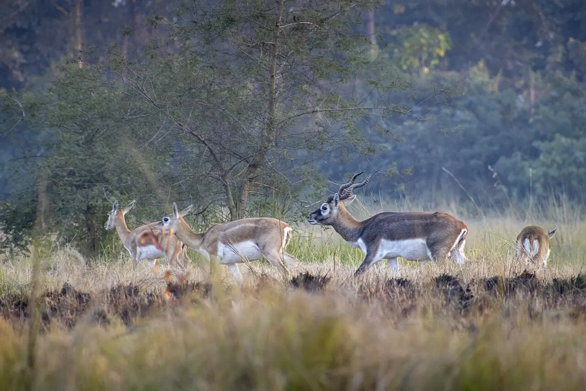A herd of slender antelopes in dry grassland: several pale brown females and young, and one male with a dark back and long spiral horns