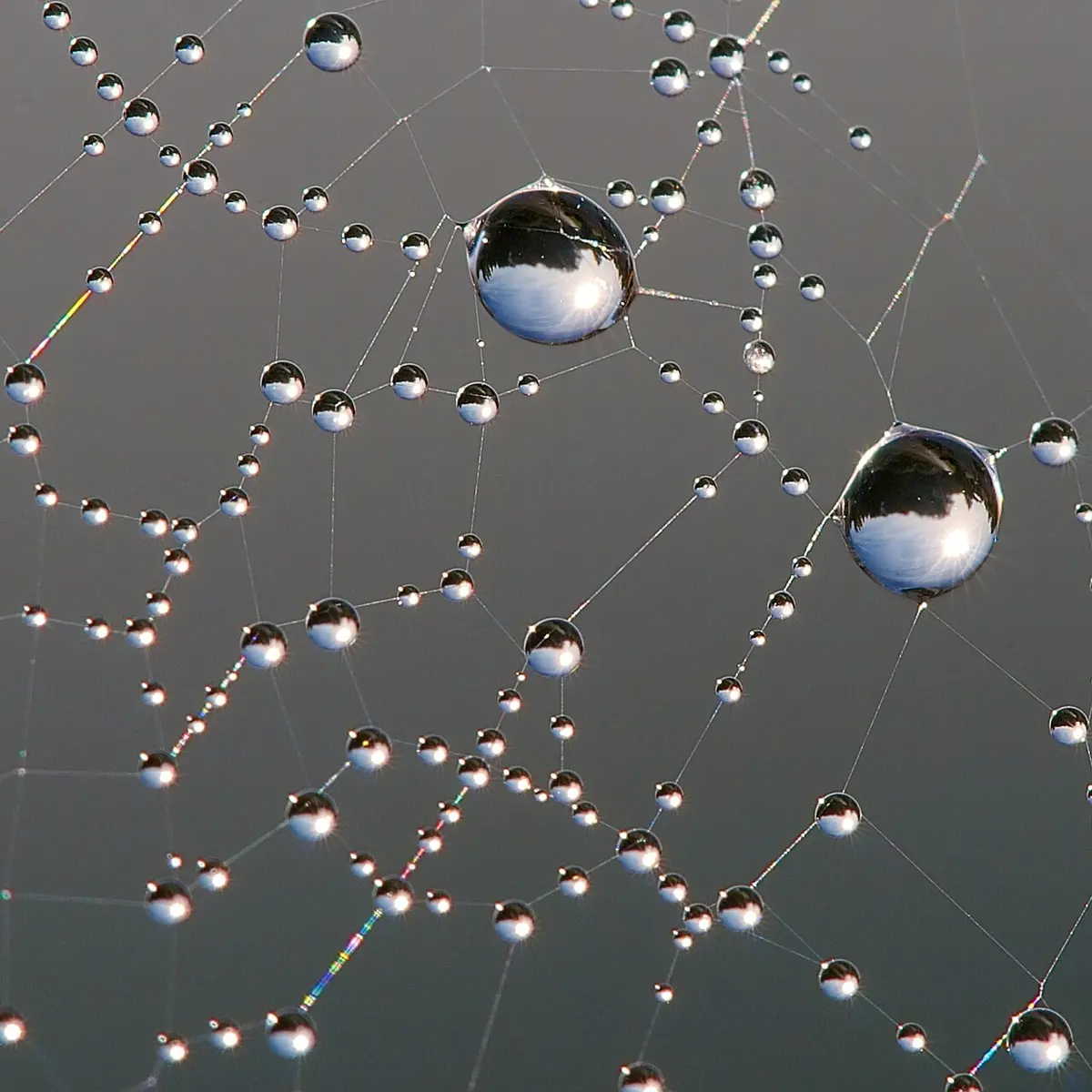 A close-up of spider's threads beaded with round drops of dew against a gray sky