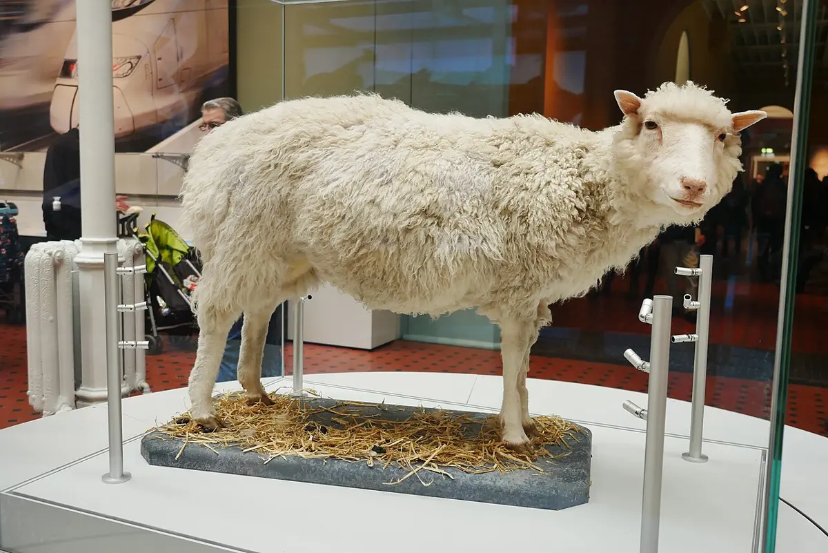 A white sheep with a thick fleece, preserved and standing in a glass case in a museum