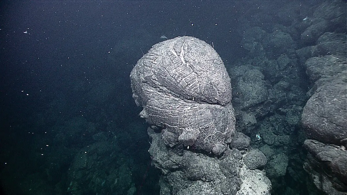A big rounded lump of gray rock, wrinkled and cracked, standing on a pile of smaller lumps on the dark sea floor