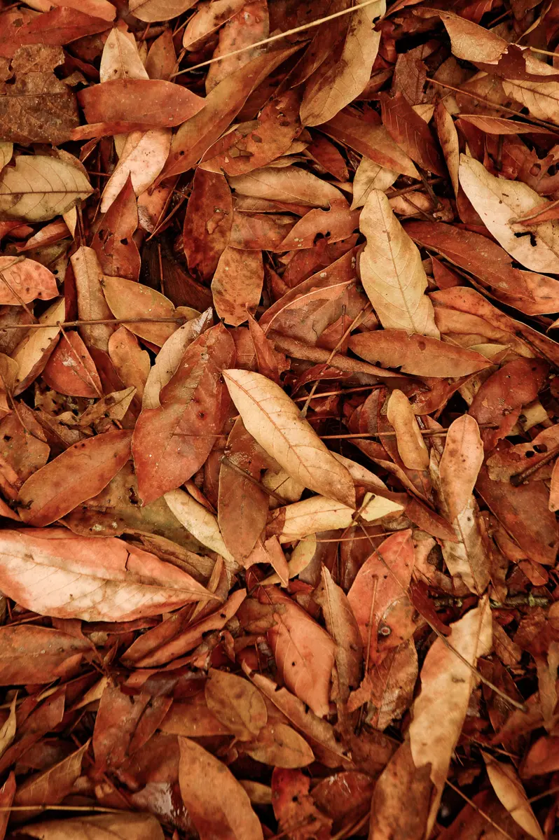A thick layer of brown and orange fallen leaves covering the ground