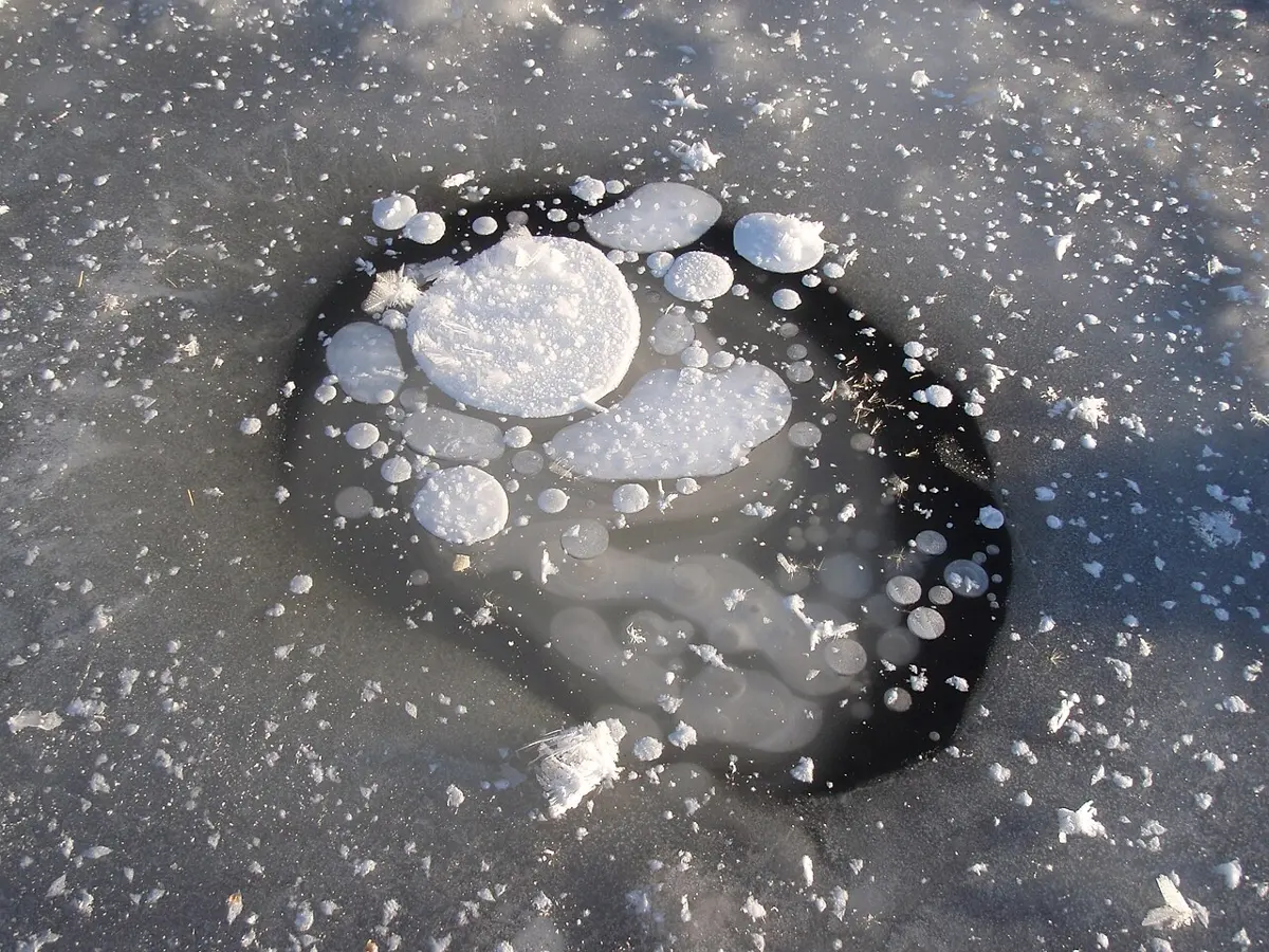 White, flat bubbles of many sizes, from a few centimeters to the size of a plate, trapped under the clear dark ice of a frozen lake