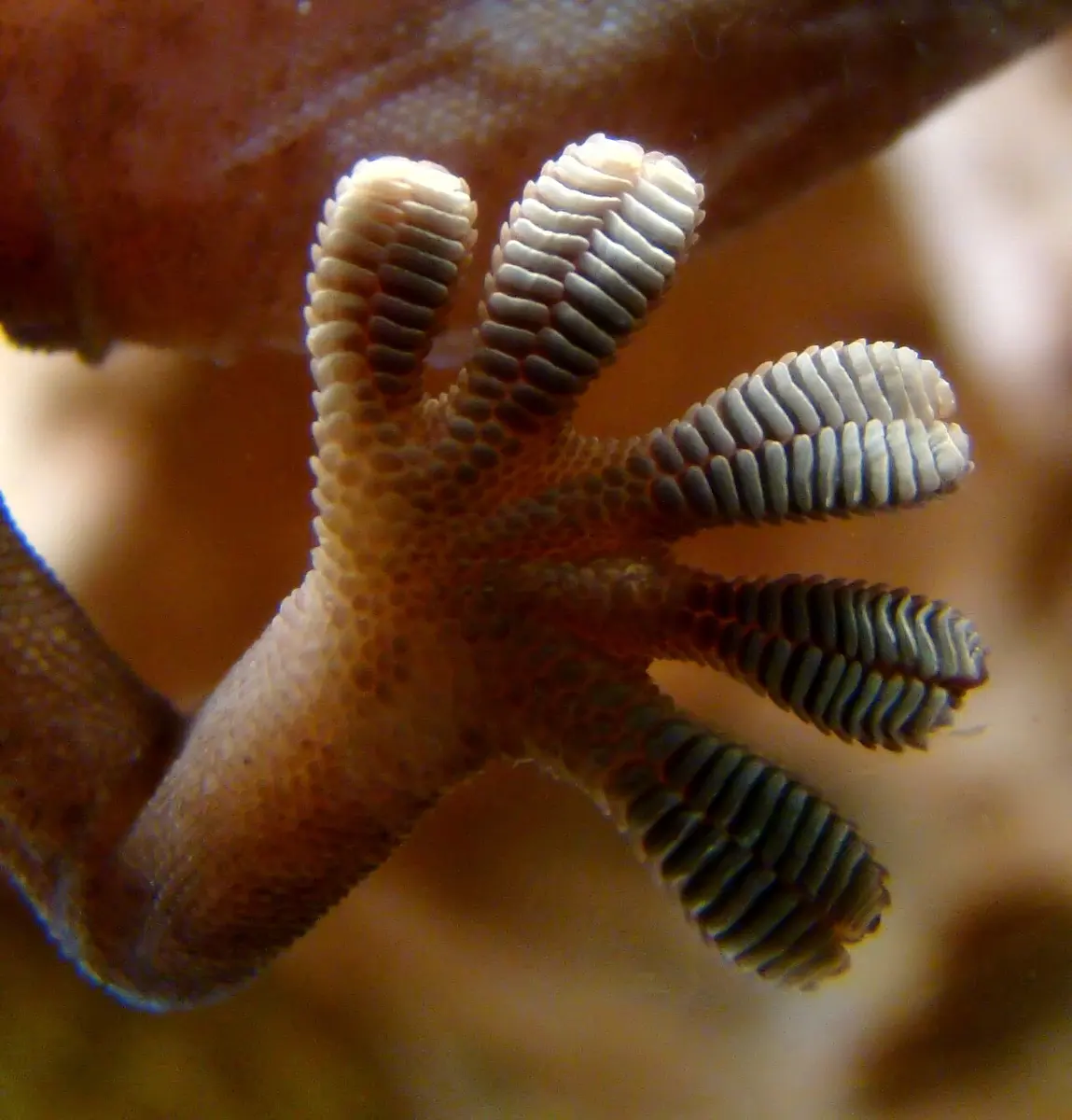 The underside of a gecko's foot pressed against glass, showing its wide toes with rows of fine ridges