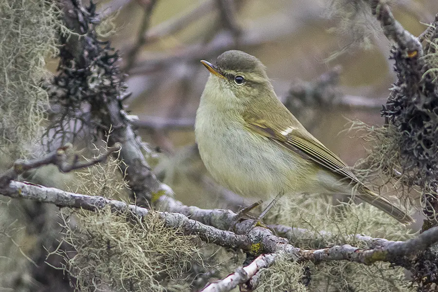 A small olive-gray bird with a pale stripe over its eye and a thin pale wing bar, perched among leaves