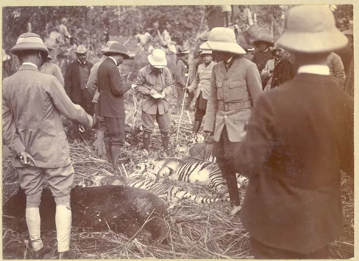 An old brown photograph: men in sun helmets and hunting clothes standing around dead tigers and a bear lying in long grass