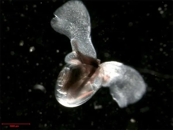 A tiny transparent sea snail with a coiled glassy shell and two wing-like flaps spread out, against a black background