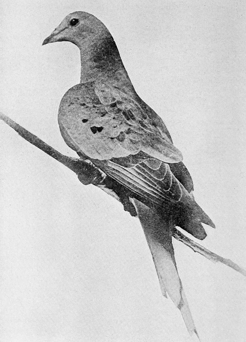 A black-and-white photograph of a slender pigeon with a long pointed tail, perched on a branch