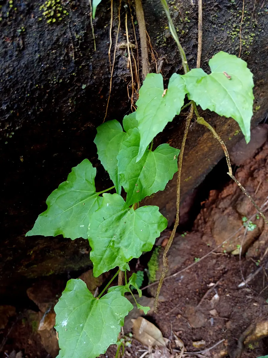 A climbing vine with heart-shaped, pointed, toothed green leaves on a thin stem, growing over a rock