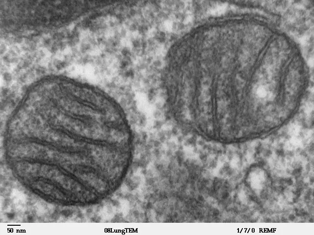 A black-and-white electron microscope image of two rounded mitochondria, cut across, each with a dark double outline and thin folds of membrane running across its inside