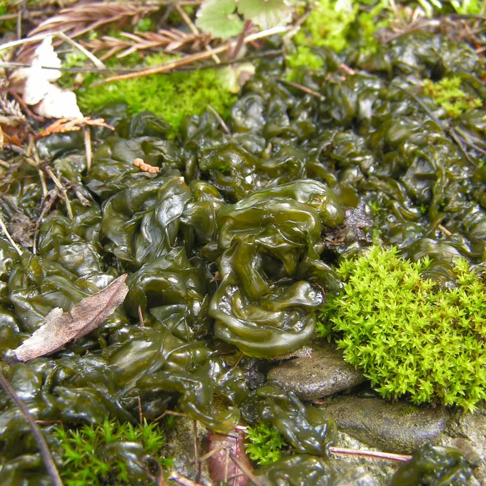 Dark green, wrinkled, jelly-like sheets lying on the ground among moss and fallen leaves